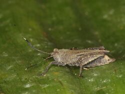 Parasitic wasp on top of a Pygmy grasshopper (6282448159).jpg