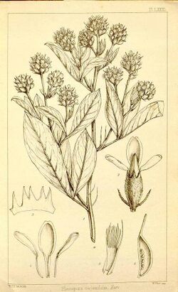Pearsonia cajanifolia03.jpg