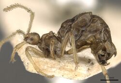 Pheidole neokohli CASENT0901312.jpg