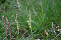 Plantago-maritima-flowers.JPG