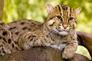 Spotted Fishing cat lying on a branch