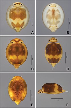 Prosopistoma (10.3897-zookeys.825.32443) Figure 1.jpg