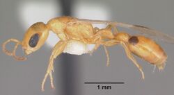 Pseudomyrmex leptosus casent0103909 profile 1.jpg