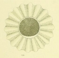 Pterosperma moebii as Welliger Statoblast (Hensen, 1887).jpg