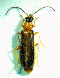 Rhagonycha mollis.png