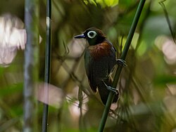 Rhegmatorhina berlepschi Harlequim Antbird (male); Amazonia National Park, Itaituba, Pará, Brazil (cropped).jpg