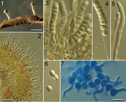 Roesleria subterranea (10.3897-mycokeys.9.6564) Figure 1.jpg