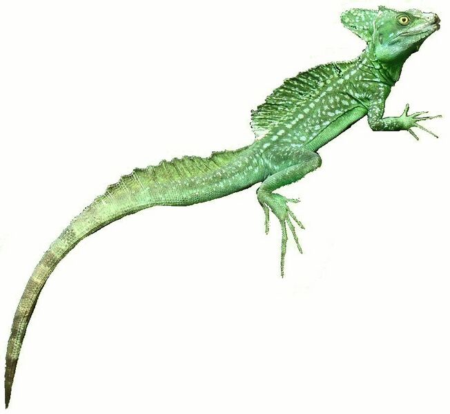 File:SDC10934 - Basiliscus plumifrons (extracted).JPG