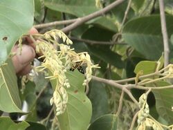 S johorensis flowers.jpg