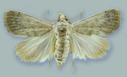 Schacontia rasa male holotype - ZooKeys-291-027-g001-7.jpeg