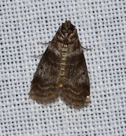Sciota uvinella - Sweetgum Leafroller Moth (14285926665).jpg