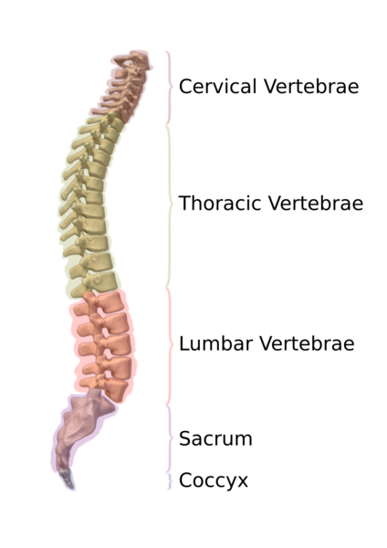 File:Segments of Vertebrae.svg