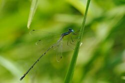 Slender Spreadwing Lestes rectangularis.jpg