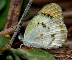 Small Orange-Tip (Colotis etrida) on unided plant W IMG 0550.jpg