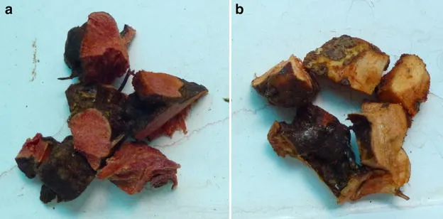 File:Smilacis Glabrae Rhizoma.webp