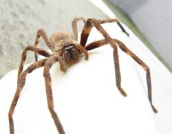 Sparassidae Palystes castaneus mature female 9923s.jpg