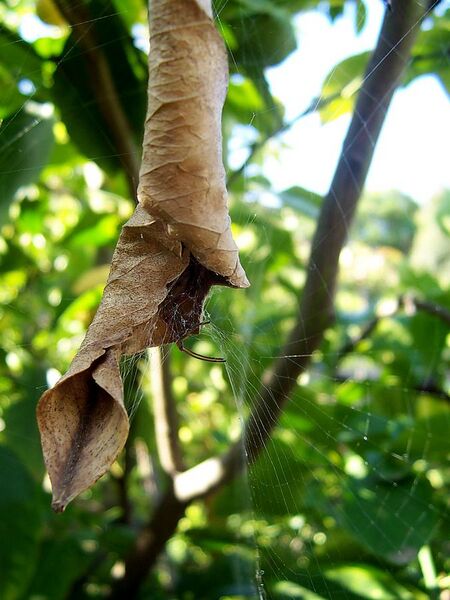 File:Spider house leaf.jpg