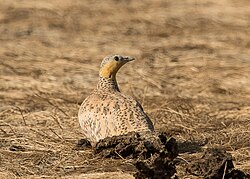 Spotted Sandgrouse in kutch (cropped).jpg