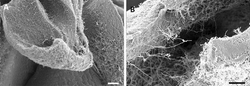 Streptomyces mycelial sheets.webp