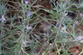 Symphyotrichum defoliatum 99902663.jpg