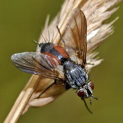 Tachinidae - Eriothrix rufomaculata (female).JPG