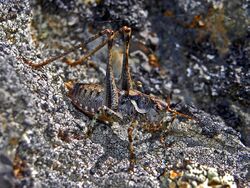 Tettigoniidae - Antaxius pedestris.jpg