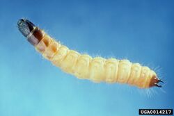 Thanasimus dubius larva.jpg