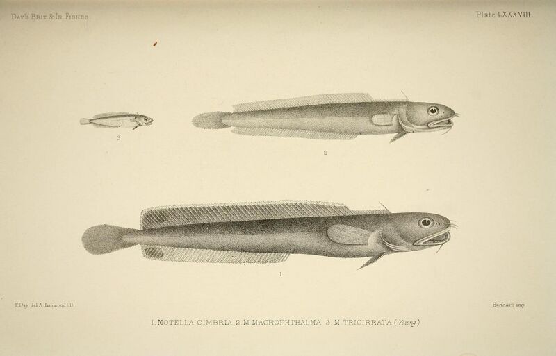 File:The fishes of Great Britain and Ireland (Plate LXXXVIII) (6934998075).jpg