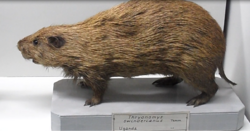 Thryonomys swinderianus.png