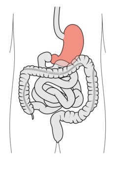 Tractus intestinalis ventriculus.svg