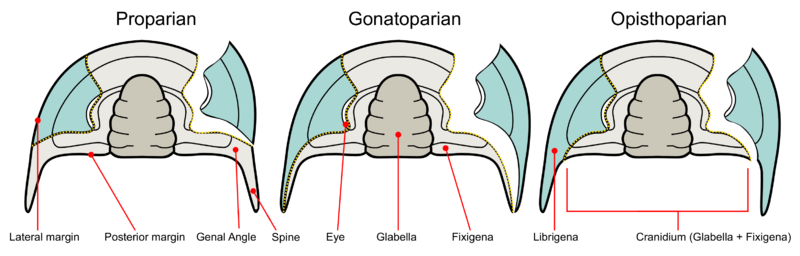 File:Trilobite facial suture types.png