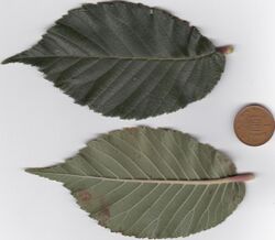 Ulmus changii leaf.jpg