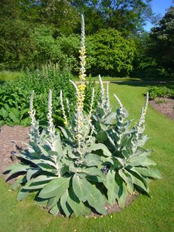 Verbascum densiflorum 'dense-flowered mullein' 2007-06-02 (plant).jpg