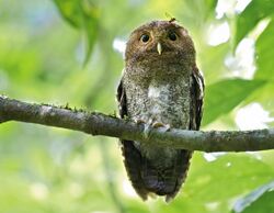 Vermiculated Screech-Owl.jpg