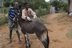 Veterinary Outreach Hawaye Kebele Ethiopia.jpg