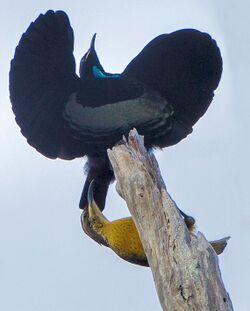 Victoria's Riflebird courtship - Lake Eacham - Queensland S4E8070 (22198704599) (cropped).jpg