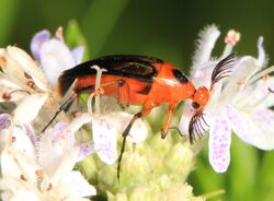 Wedge-shaped Beetle - Macrosiagon limbata, Colchester Park, Mason Neck, Virginia.jpg