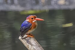 White-bellied kingfisher (Corythornis leucogaster bowdleri) Ankasa.jpg