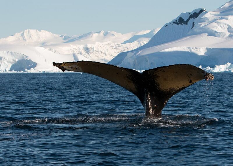 File:Wilhelmina Bay Antarctica Humpback Whale 6 (46421727295).jpg