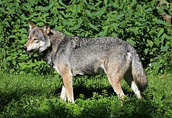 Wolf Canis lupus lupus Tierpark Hellabrunn-2.jpg