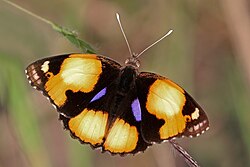 Yellow pansy (Junonia hierta) male.jpg