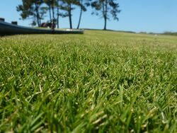 Zoysia Tenuifolia aspect.JPG