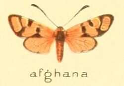 Zygaena afghana.jpg