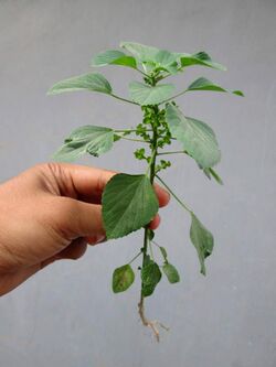 (Arya) Acalypha indica Pilangsari 2019 0.jpg