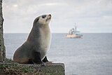 2021-03 Amsterdam Island - Subantarctic fur seal 97.jpg