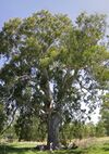 700 yr red river gum02.jpg