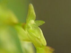 Acianthera caldensis 01.jpg