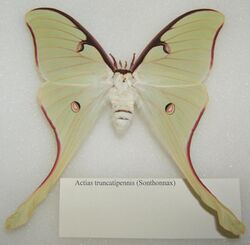 Actias truncatipennis adult female sjh.jpg