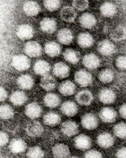 Adeno-associated viruses.jpg