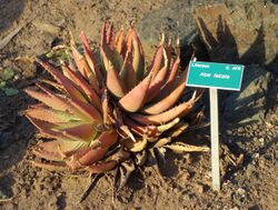 Aloe falcata - San Luis Obispo Botanical Garden - DSC06061.JPG